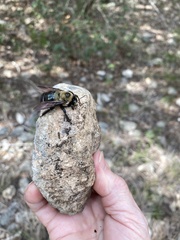 Xylocopa virginica texana