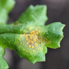 Puccinia lagenophorae