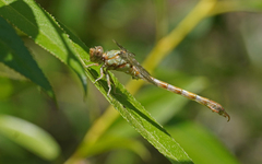 Paragomphus genei