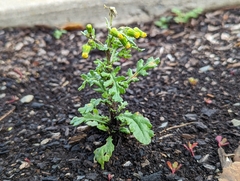 Puccinia lagenophorae
