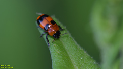 Physosmaragdina nigrifrons