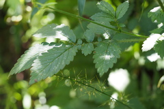 Agrimonia pilosa japonica