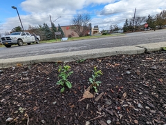 Puccinia lagenophorae
