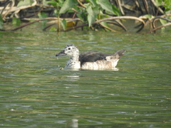 Sarkidiornis melanotos