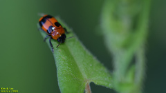 Physosmaragdina nigrifrons