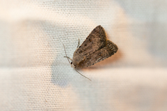 Caradrina flavirena