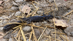 Ambystoma 'unisexual complex'