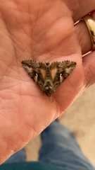 Autographa californica