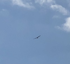 Buteo jamaicensis