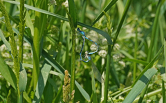 Coenagrion scitulum
