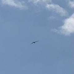 Buteo jamaicensis