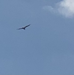 Buteo jamaicensis