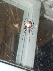 Metepeira labyrinthea