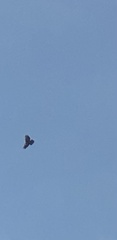 Buteo jamaicensis