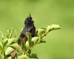 Emberiza lathami