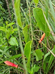 Passiflora glandulosa