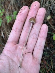 Mycena capillaripes