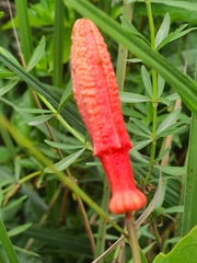 Passiflora glandulosa