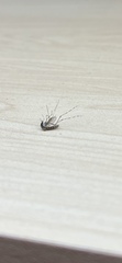 Aedes sollicitans