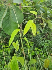 Passiflora glandulosa