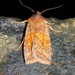 Eupsilia tristigmata