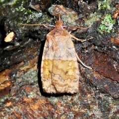 Eupsilia tristigmata