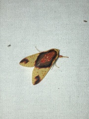 Symphlebia