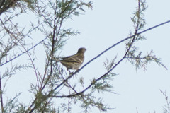 Anthus pratensis