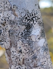 Opegrapha