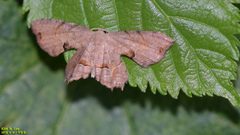 Dysaethria moza