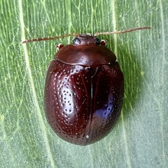 Dicranosterna picea