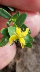 Hypericum hypericoides