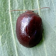 Dicranosterna picea