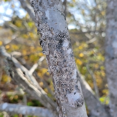 Opegrapha