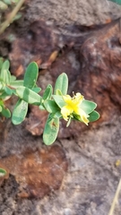 Hypericum hypericoides