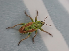 Coniatus tamarisci