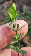 Hypericum hypericoides