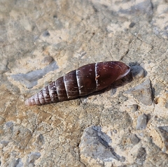 Clausiliidae