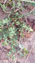 Hypericum hypericoides