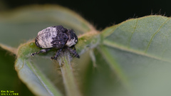 Sternuchopsis trifida