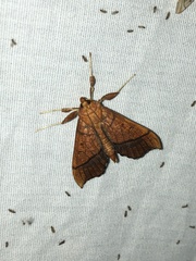 Anarmodia