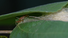 Gorpis brevilineatus