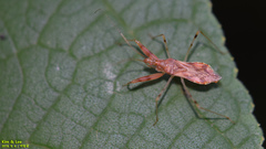 Gorpis brevilineatus