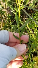 Euthamia leptocephala