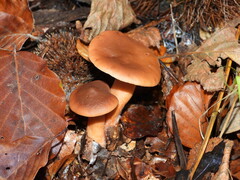 Lactarius aurantiacus