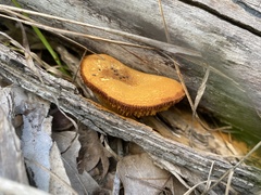 Omphalotus subilludens