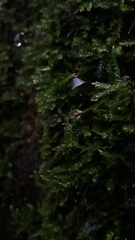 Collybiopsis ramealis