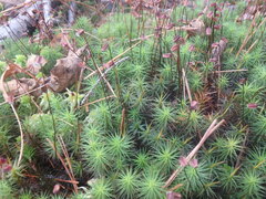 Polytrichum commune