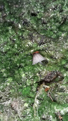 Collybiopsis ramealis