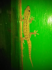 Hemidactylus frenatus